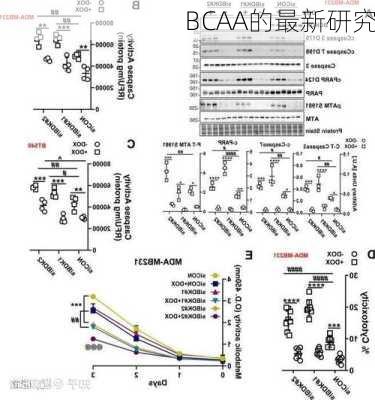 BCAA的最新研究