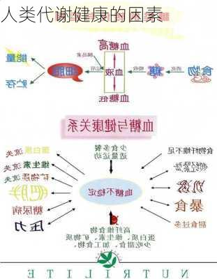 人类代谢健康的因素