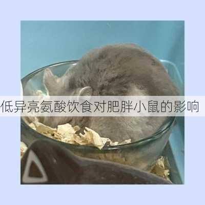 低异亮氨酸饮食对肥胖小鼠的影响