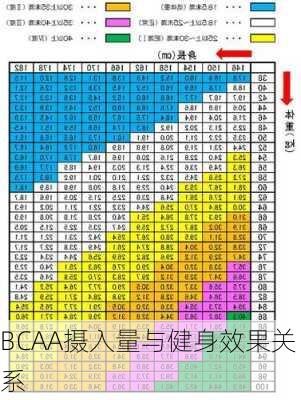 BCAA摄入量与健身效果关系