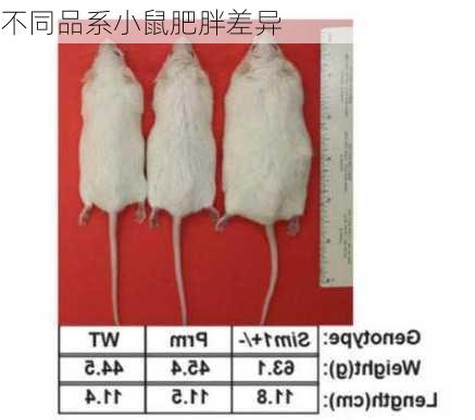 不同品系小鼠肥胖差异