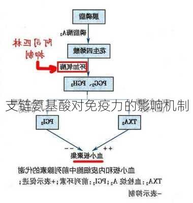 支链氨基酸对免疫力的影响机制