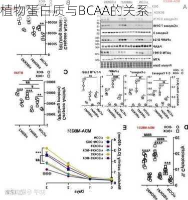 植物蛋白质与BCAA的关系