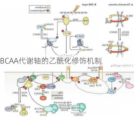 BCAA代谢轴的乙酰化修饰机制