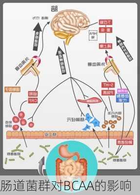 肠道菌群对BCAA的影响