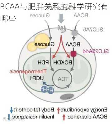 BCAA与肥胖关系的科学研究有哪些