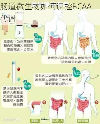 肠道微生物如何调控BCAA代谢