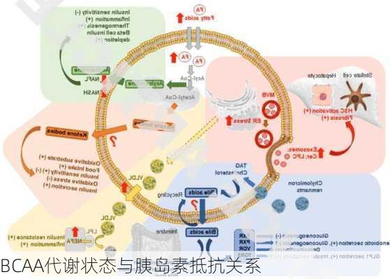 BCAA代谢状态与胰岛素抵抗关系