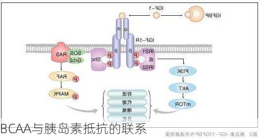 BCAA与胰岛素抵抗的联系