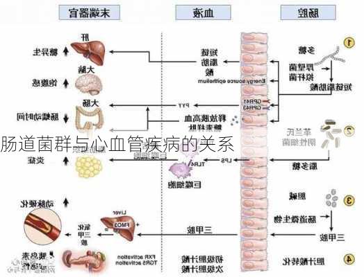 肠道菌群与心血管疾病的关系