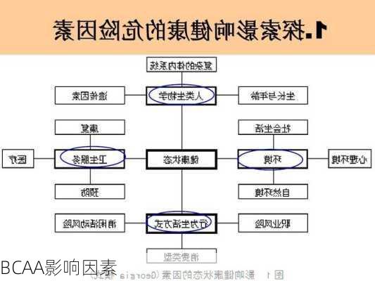 BCAA影响因素