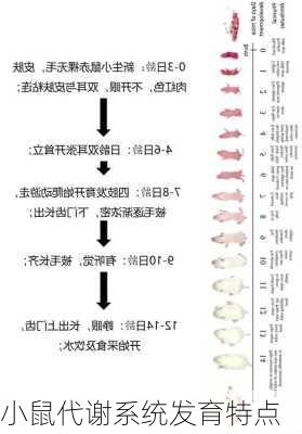 小鼠代谢系统发育特点