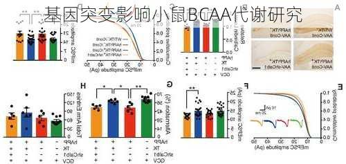 基因突变影响小鼠BCAA代谢研究