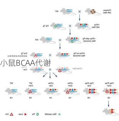 小鼠BCAA代谢