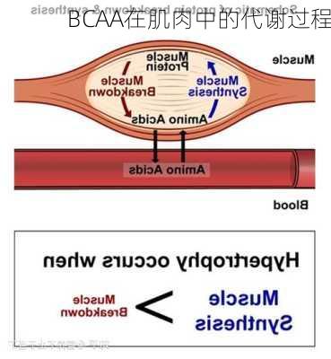 BCAA在肌肉中的代谢过程