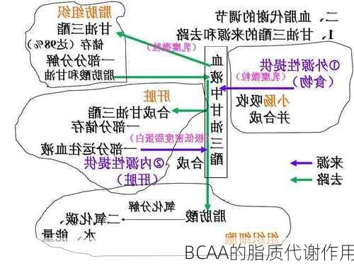 BCAA的脂质代谢作用