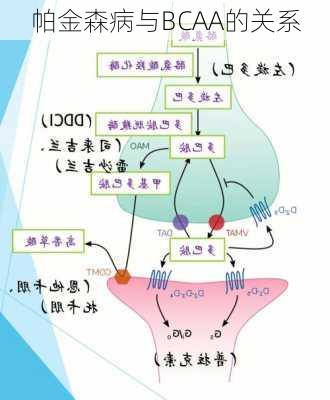 帕金森病与BCAA的关系