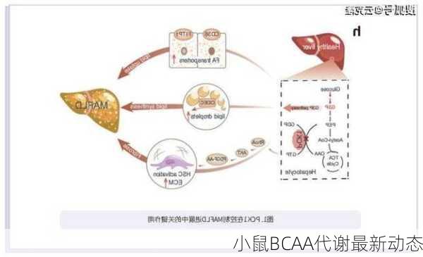 小鼠BCAA代谢最新动态