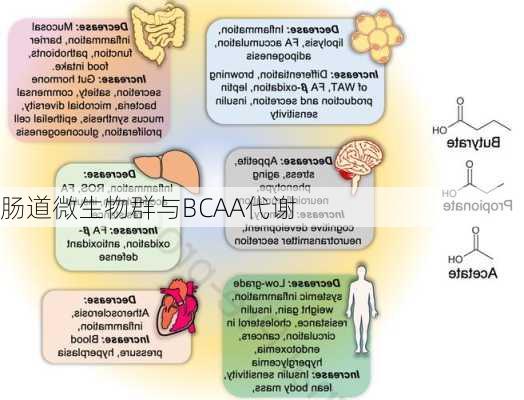 肠道微生物群与BCAA代谢