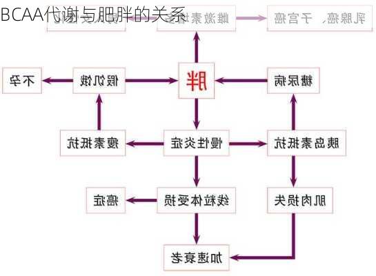 BCAA代谢与肥胖的关系