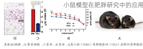 小鼠模型在肥胖研究中的应用