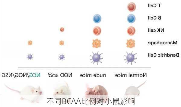 不同BCAA比例对小鼠影响