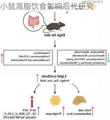 小鼠高脂饮食影响后代研究