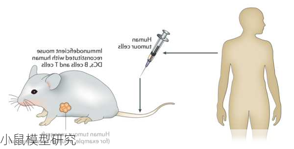 小鼠模型研究
