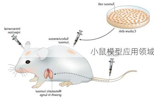 小鼠模型应用领域