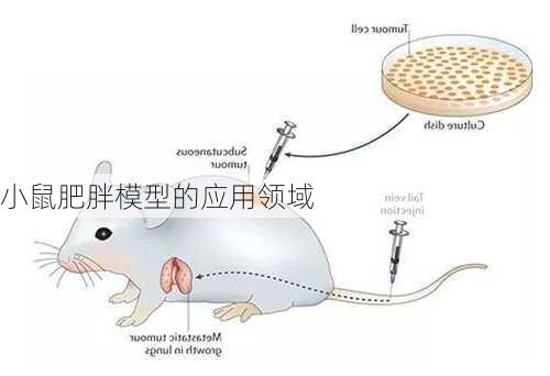 小鼠肥胖模型的应用领域