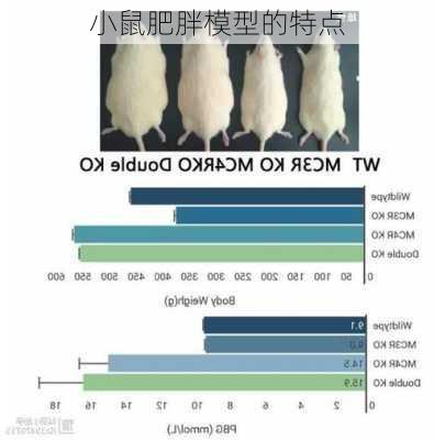 小鼠肥胖模型的特点