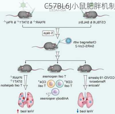 C57BL6J小鼠肥胖机制