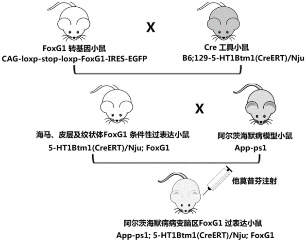 小鼠模型肥胖症防治措施