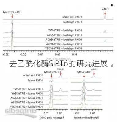 去乙酰化酶SIRT6的研究进展