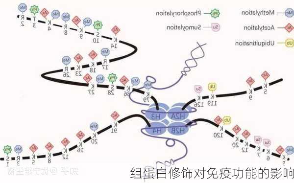 组蛋白修饰对免疫功能的影响