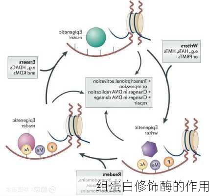 组蛋白修饰酶的作用