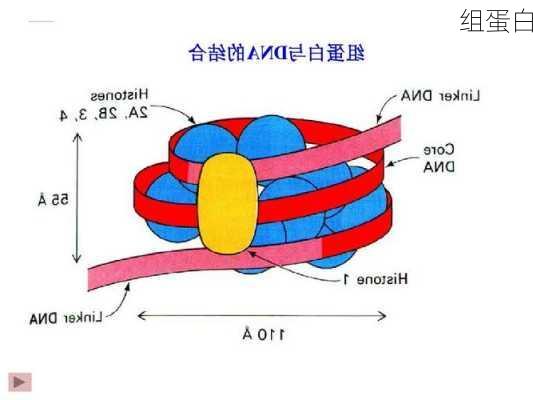 组蛋白