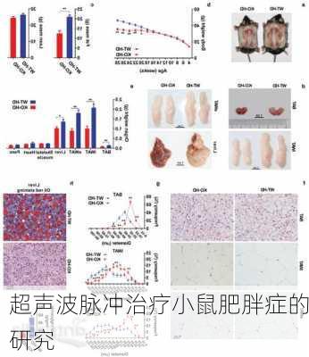 超声波脉冲治疗小鼠肥胖症的研究