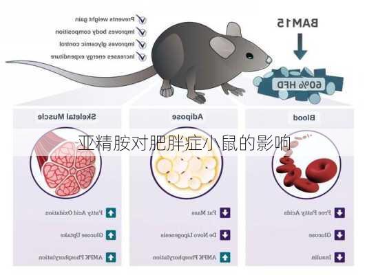 亚精胺对肥胖症小鼠的影响