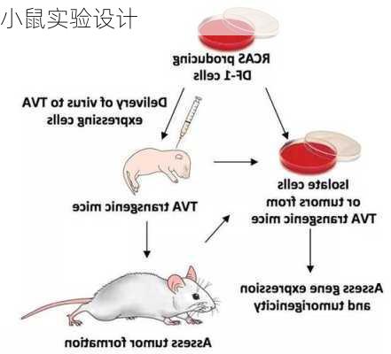 小鼠实验设计