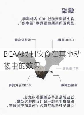 BCAA限制饮食在其他动物中的效果