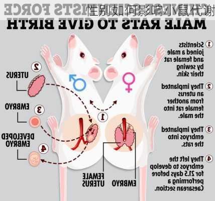 性别如何影响小鼠代谢