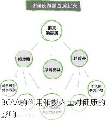 BCAA的作用和摄入量对健康的影响