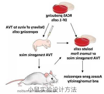 小鼠实验设计方法