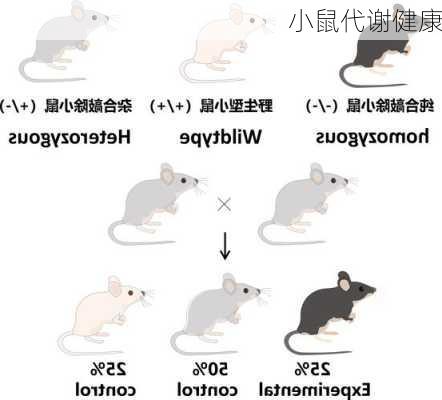 小鼠代谢健康