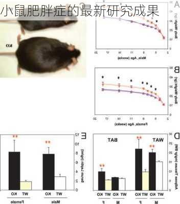 小鼠肥胖症的最新研究成果