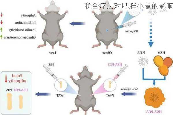 联合疗法对肥胖小鼠的影响