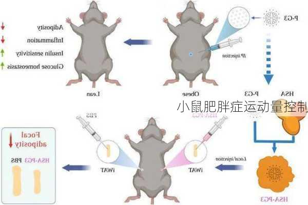 小鼠肥胖症运动量控制