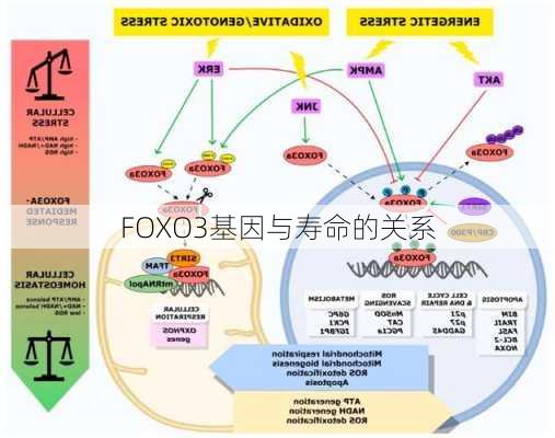 FOXO3基因与寿命的关系