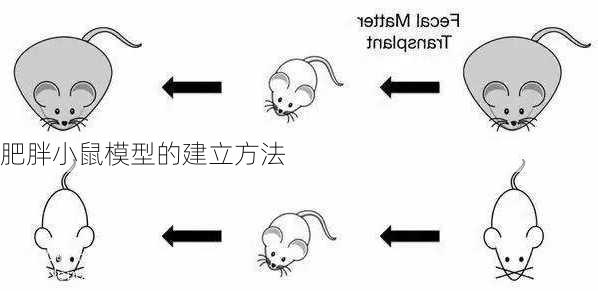 肥胖小鼠模型的建立方法